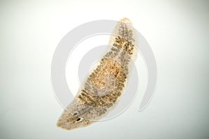 Planaria flatworm, under microscope view.