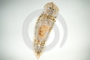 Planaria flatworm, under microscope view