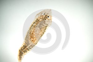 Planaria flatworm