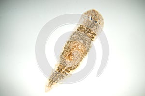 Planaria flatworm