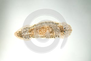 Planaria flatworm