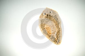 Planaria flatworm