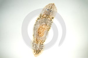 Planaria flatworm