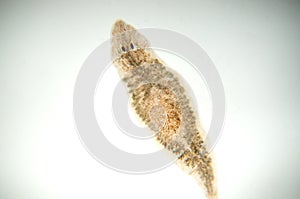 Planaria flatworm