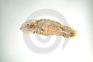 Planaria flatworm