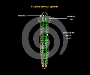 Planaria nervous system photo