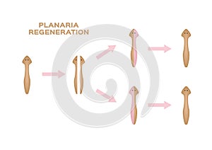 Planaria regeneration. divide one to three Planaria vector photo