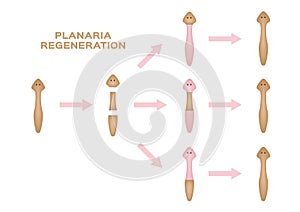 Planaria regeneration. divide one to three Planaria vector