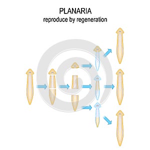 Planaria. reproduce by regeneration