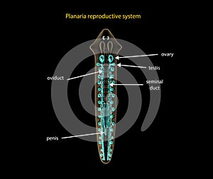 Planaria reproductive system photo