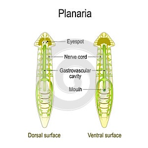 Planarian Anatomy. Dorsal and Ventral surface, Gastrovascular cavity and Nerve cord photo