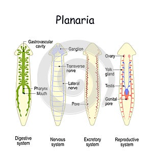 Planarian Anatomy. Reproductive, Digestive, Excretory, and Nervous system photo