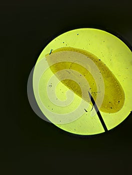 Planarian or Dugesia