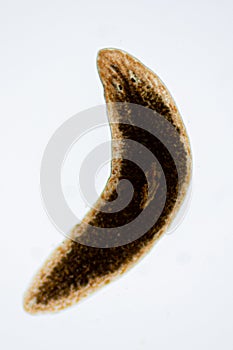 Planarian parasite flatworm under microscope.