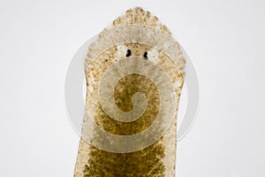 Planarian parasite flatworm under microscope.