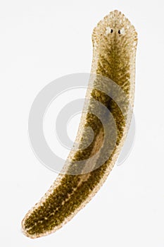 Planarian parasite flatworm under microscope.