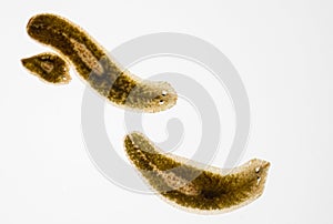 Planarian parasite flatworm under microscope.