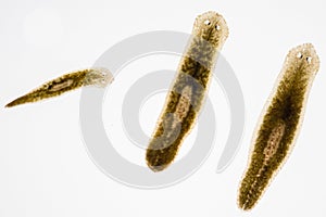 Planarian parasite flatworm under microscope.