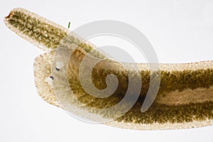 Planarian parasite flatworm under microscope.