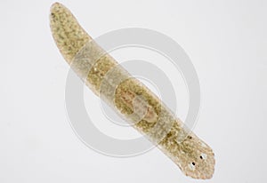 Planarian parasite flatworm under microscope.