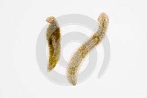 Planarian parasite flatworm under microscope.