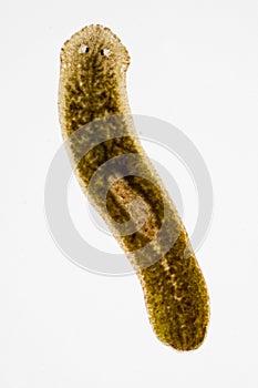 Planarian parasite flatworm under microscope.