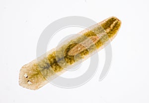 Planarian parasite flatworm under microscope.