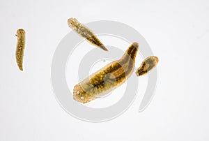 Planarian parasite flatworm under microscope.