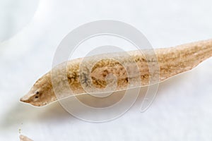 Planarian parasite flatworm under microscope view.