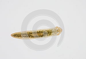 Planarian parasite flatworm under microscope.