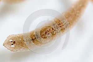 Planarian parasite flatworm under microscope view.