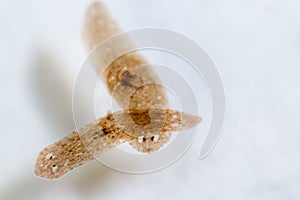 Planarian parasite flatworm under microscope view.