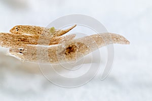 Planarian parasite flatworm under microscope view.