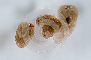 Planarian parasite flatworm under microscope view.