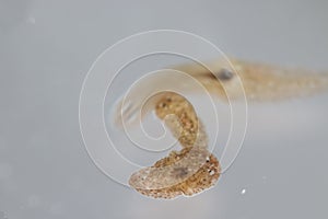 Planarian parasite flatworm under microscope view.