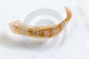 Planarian parasite flatworm under microscope view.