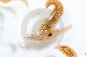 Planarian parasite flatworm under microscope view.