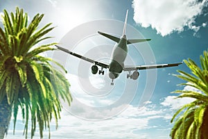 Plane above Palm Trees