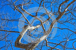 Plane Branches against a blue sky