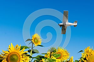 The plane flies over the field of sunflowers. Fertilizing plants. Spraying of pesticides from the air. The agrarian business