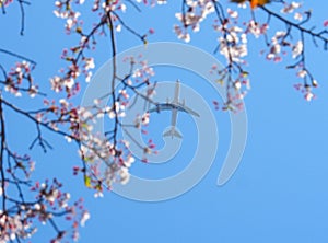 Plane flying through Japanese cherry blossoms.