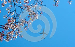 Plane flying through Japanese cherry blossoms.