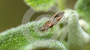 Plane Groundbug, Arocatus Longiceps