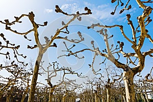 Plane grove on the Mathildenhoehe in Darmstadt, Germany