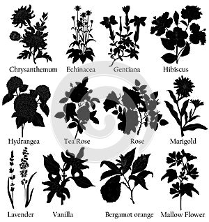Plane. Illustration of airplane parts for the assembly of the cabin.Herbal black illustration of a plants in a vector with flower.