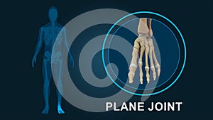 The plane joint in human foot bones