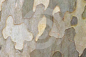 Plane (sycamore) tree bark