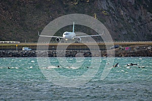 Plane Takes Off At Wellington Airport Next To Dolphins In Bay.