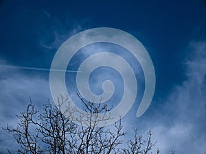 Plane with trails flying hign in sky with pine tree in foreground