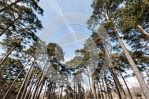 Plane trails in the sky in forest